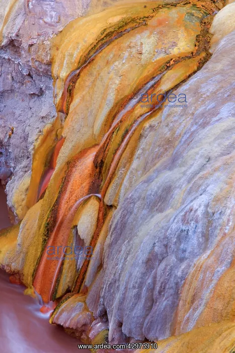 : Bacteria Mats - bright orange and yellow bacteria : Bacteria Mats - bright orange and yellow bacteria