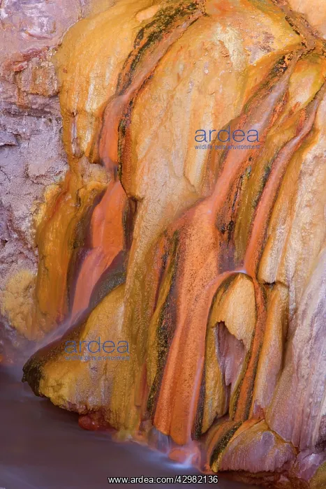 : Bacteria mats - bright orange and yellow bacteria : Bacteria mats - bright orange and yellow bacteria
