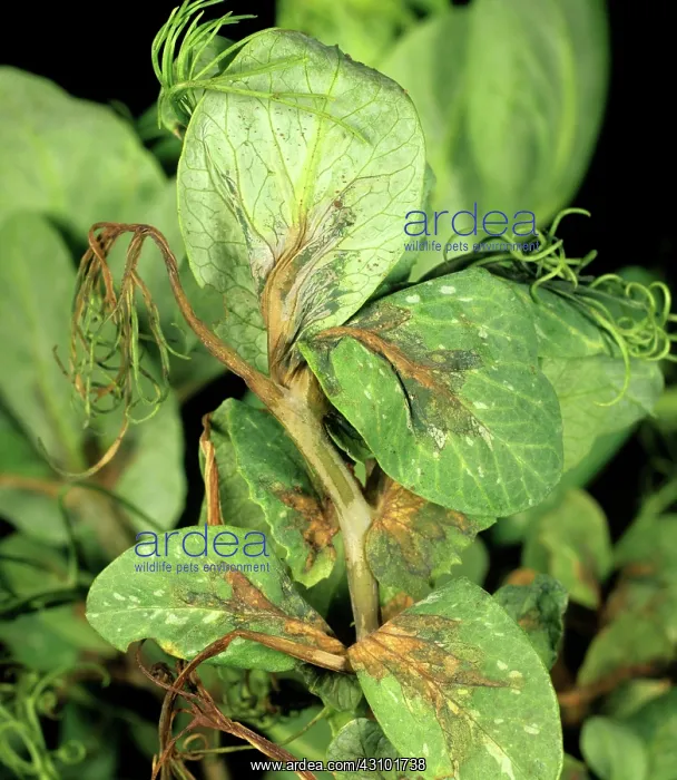  : Bacterial blight on Pea