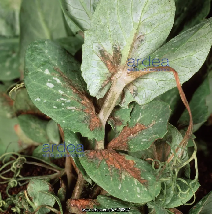 : Bacterial blight on pea : Bacterial blight on pea
