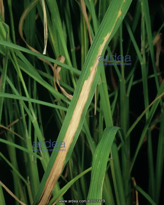 : Bacterial blight of Rice : Bacterial blight of Rice