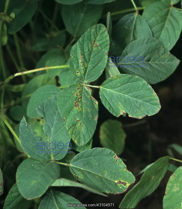 : Bacterial blight on soy bean : Bacterial blight on soy bean