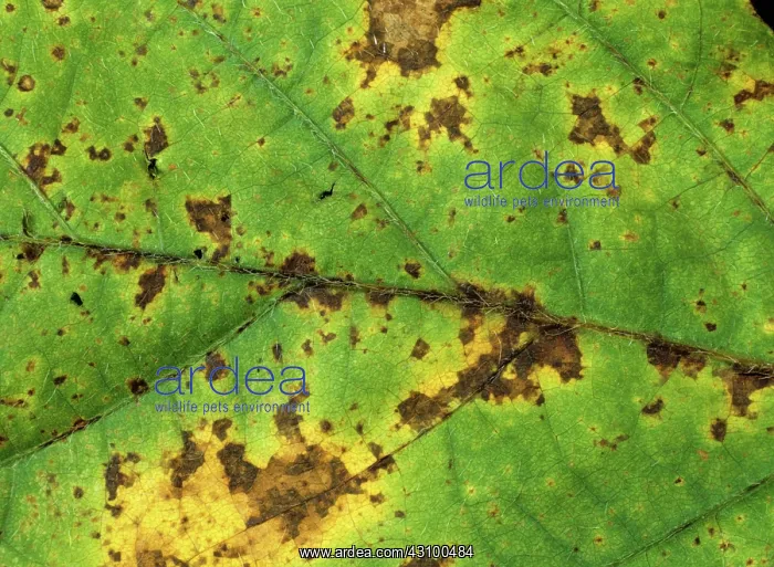 : Bacterial blight on soya foliage : Bacterial blight on soya foliage
