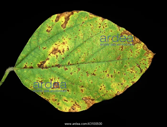 : Bacterial blight on soya foliage : Bacterial blight on soya foliage