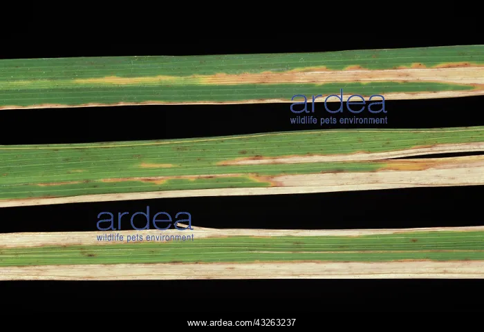 : Bacterial blight symptoms on Rice leaves : Bacterial blight symptoms on Rice leaves