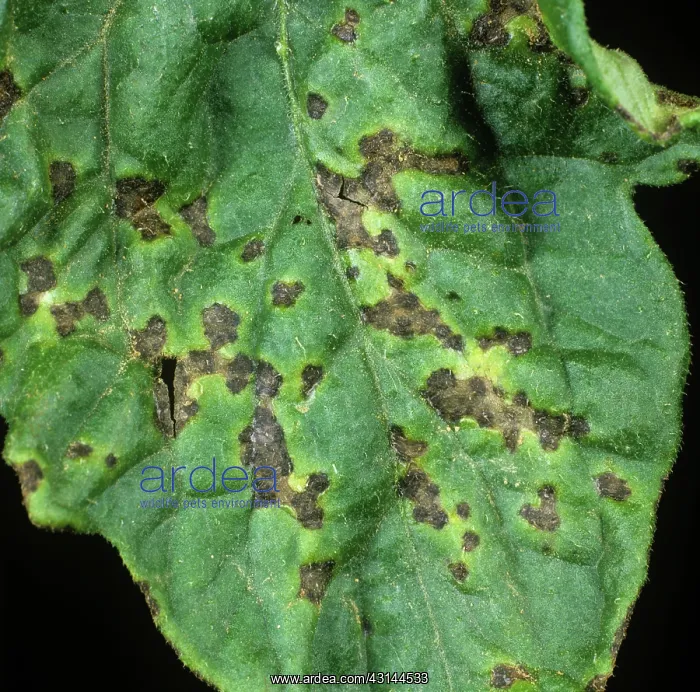 : Bacterial blight on tomato : Bacterial blight on tomato