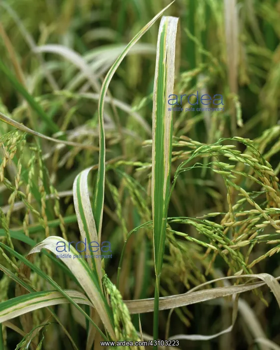 : Bacterial blight (Xanthomonas oryzae) : Bacterial blight (Xanthomonas oryzae)