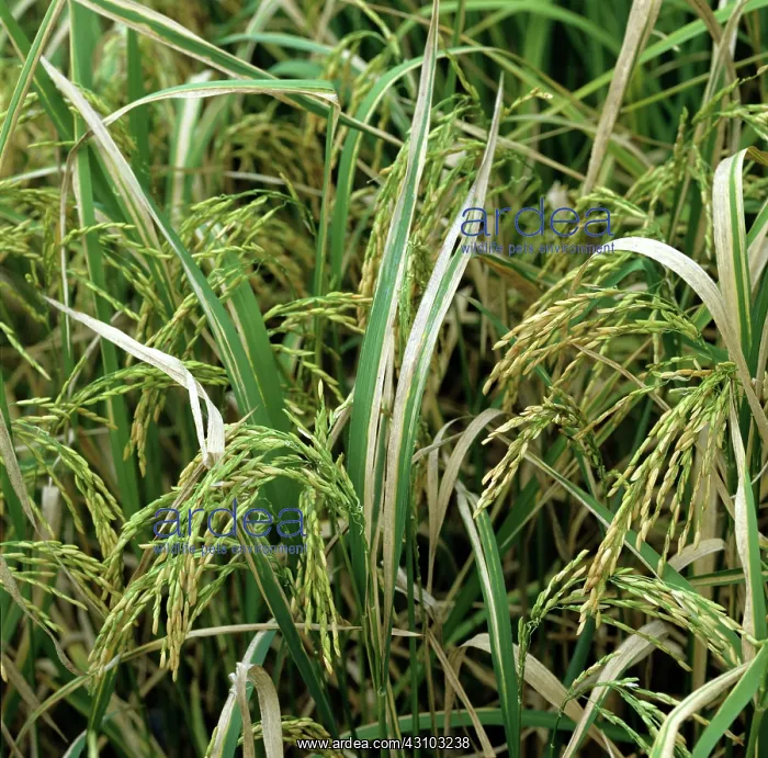 : Bacterial blight (Xanthomonas oryzae) : Bacterial blight (Xanthomonas oryzae)