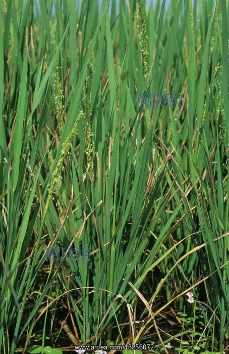 : Bacterial blight (Xanthomonas oryzae) : Bacterial blight (Xanthomonas oryzae)