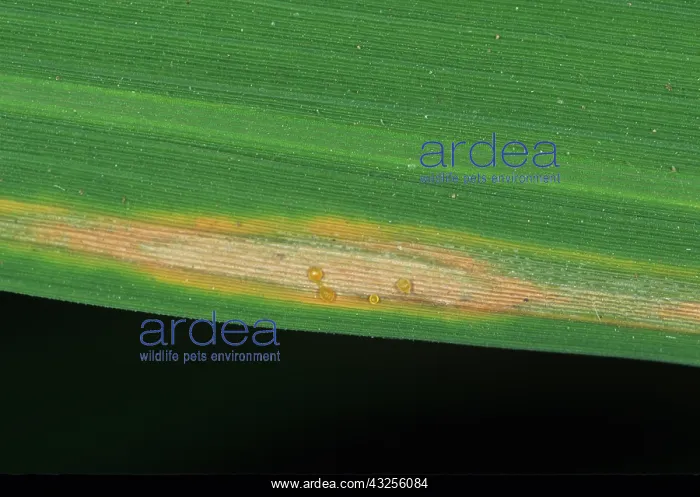 : Bacterial blight (Xanthomonas oryzae) : Bacterial blight (Xanthomonas oryzae)