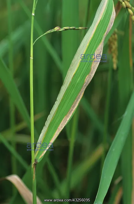 : Bacterial blight (Xanthomonas oryzae) : Bacterial blight (Xanthomonas oryzae)