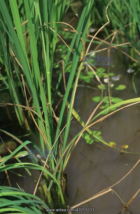: Bacterial blight (Xanthomonas oryzae) : Bacterial blight (Xanthomonas oryzae)