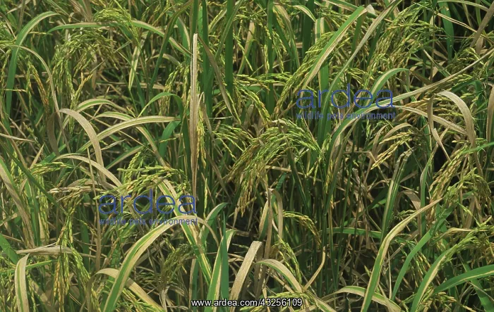 : Bacterial blight (Xanthomonas oryzae) in rice : Bacterial blight (Xanthomonas oryzae) in rice