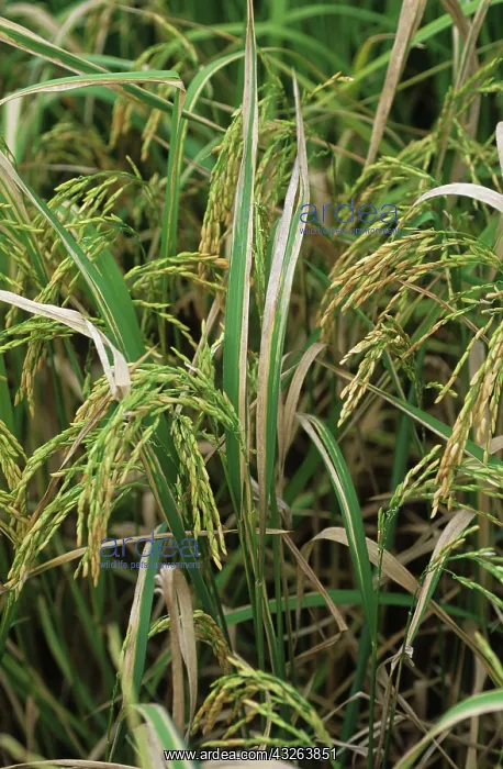 : Bacterial blight (Xanthomonas oryzae) in rice : Bacterial blight (Xanthomonas oryzae) in rice