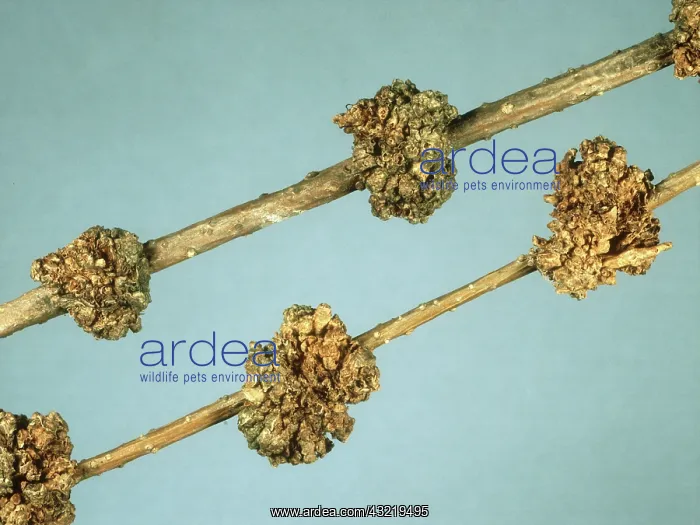: Bacterial Bunching Galls on Forsythia : Bacterial Bunching Galls on Forsythia