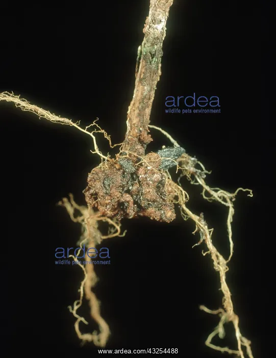  : Bacterial canker on Rose