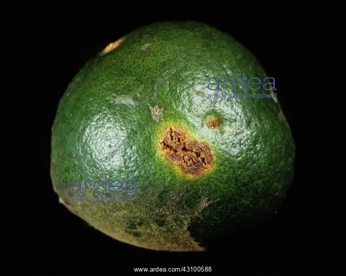 : Bacterial canker (Xanthomonas citri) : Bacterial canker (Xanthomonas citri)