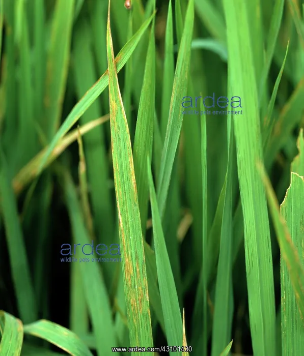 : Bacterial leaf streak : Bacterial leaf streak