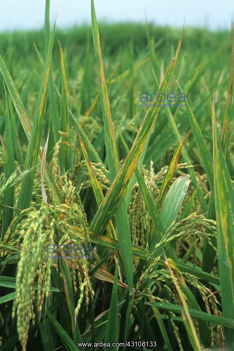 : Bacterial leaf streak : Bacterial leaf streak