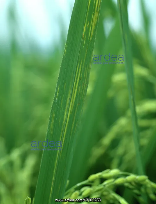 : Bacterial leaf streak (Xanthomonas oryzicola) : Bacterial leaf streak (Xanthomonas oryzicola)