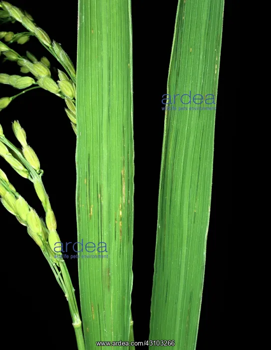 : Bacterial leaf streak (Xanthomonas oryzicola) : Bacterial leaf streak (Xanthomonas oryzicola)