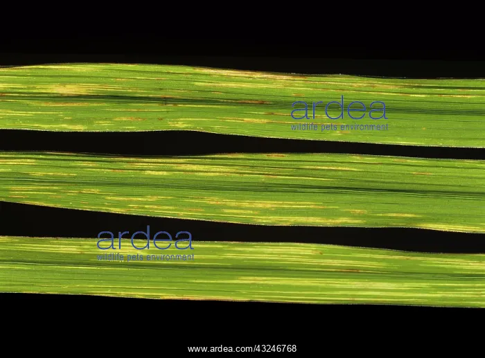 : Bacterial leaf streak (Xanthomonas oryzicola) : Bacterial leaf streak (Xanthomonas oryzicola)