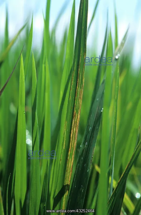 : Bacterial leaf streak (Xanthomonas oryzicola) : Bacterial leaf streak (Xanthomonas oryzicola)