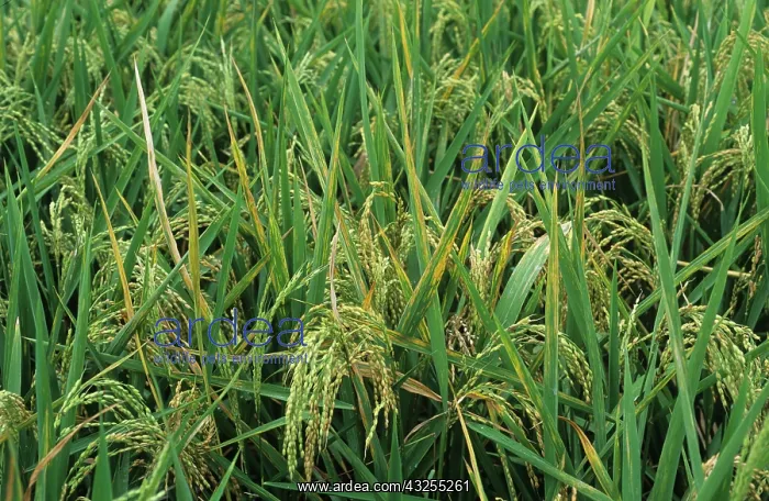: Bacterial leaf streak (Xanthomonas oryzicola) : Bacterial leaf streak (Xanthomonas oryzicola)
