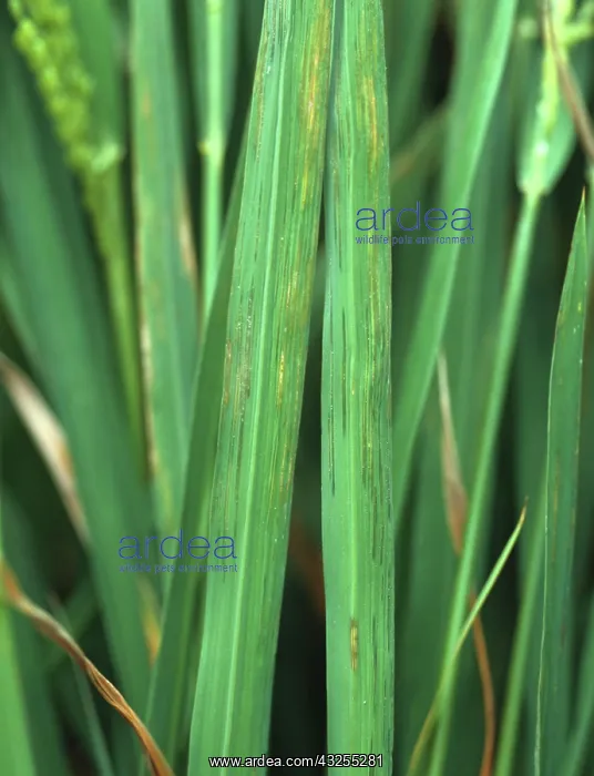 : Bacterial leaf streak (Xanthomonas oryzicola) : Bacterial leaf streak (Xanthomonas oryzicola)