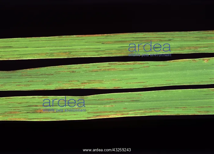 : Bacterial leaf streak (Xanthomonas oryzicola) : Bacterial leaf streak (Xanthomonas oryzicola)