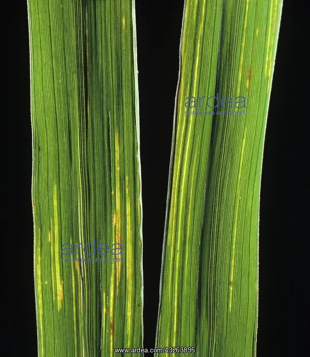 : Bacterial leaf streak (Xanthomonas oryzicola) : Bacterial leaf streak (Xanthomonas oryzicola)