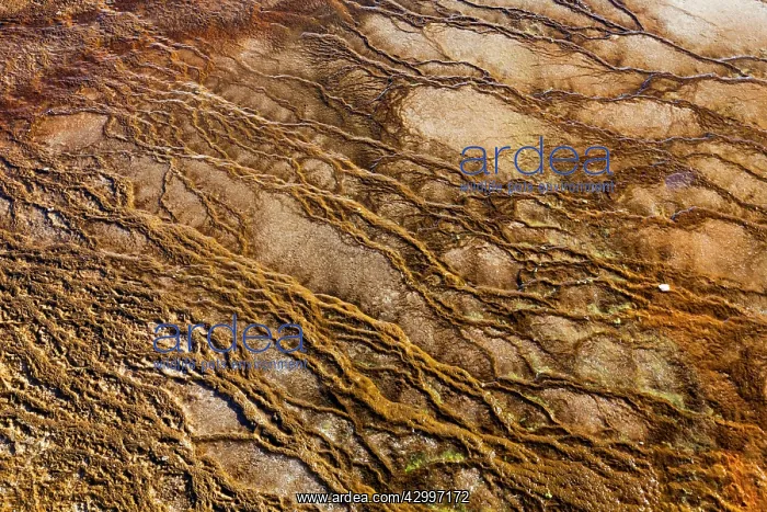 : Bacterial Mats - in runoff water - Grand Prismatic : Bacterial Mats - in runoff water - Grand Prismatic