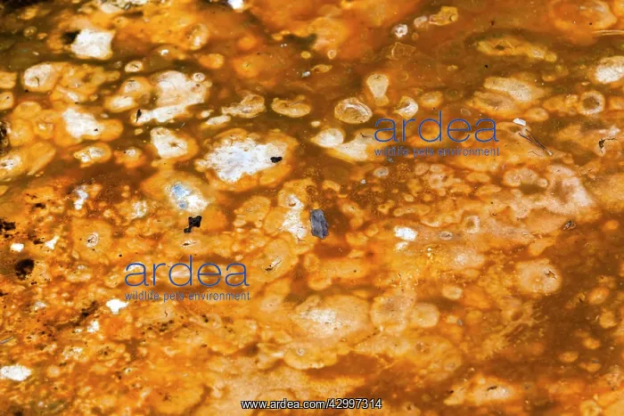 : Bacterial Mats - in runoff water Midway Geyser : Bacterial Mats - in runoff water Midway Geyser