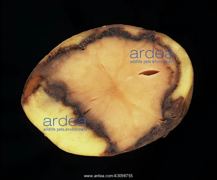 : Bacterial rot : Bacterial rot