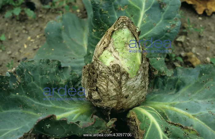 : Bacterial soft rot : Bacterial soft rot