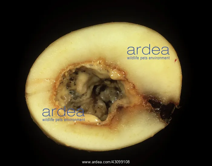 : Bacterial Soft Rot : Bacterial Soft Rot