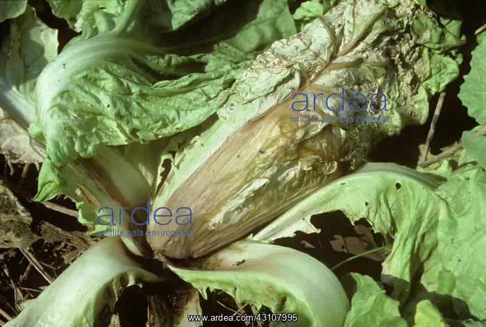 : Bacterial soft rot on Chinese cabbage : Bacterial soft rot on Chinese cabbage