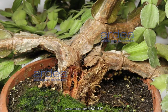  : Bacterial soft rot damage