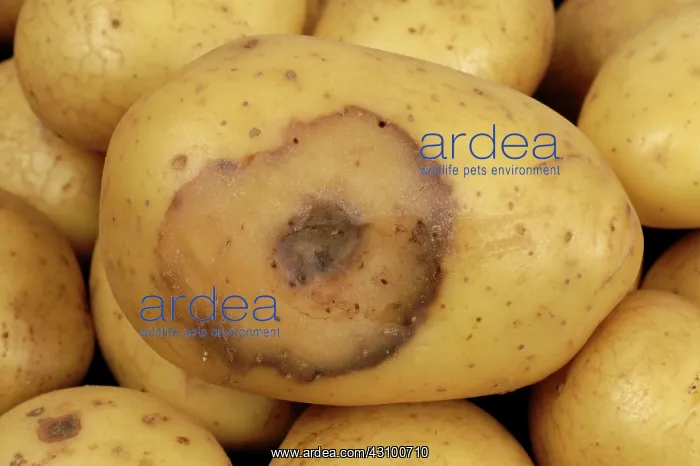 : Bacterial soft rot on Potato : Bacterial soft rot on Potato