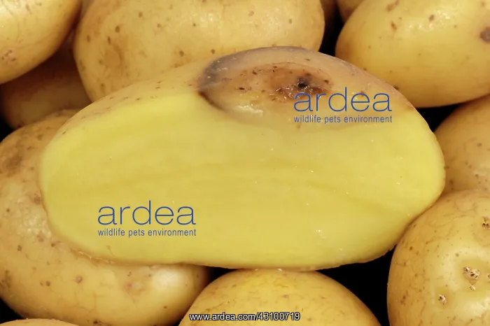 : Bacterial soft rot on Potato : Bacterial soft rot on Potato
