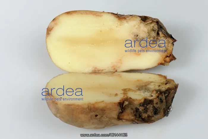 : Bacterial soft rot on potato : Bacterial soft rot on potato