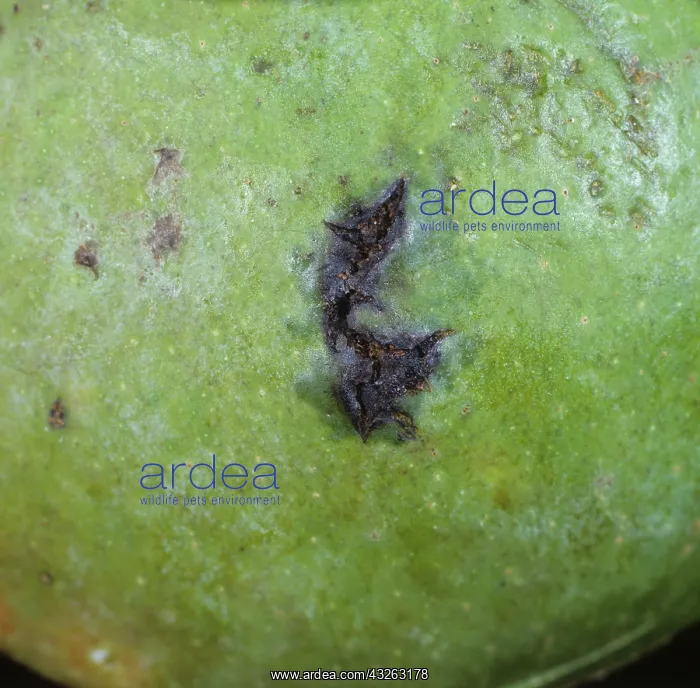 : Bacterial Spot on Mango fruit : Bacterial Spot on Mango fruit