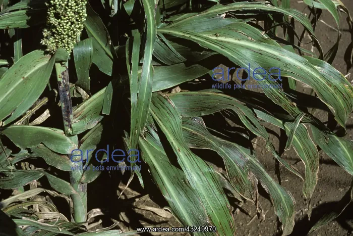 : Bacterial streak symptoms on Sorghum leaves : Bacterial streak symptoms on Sorghum leaves