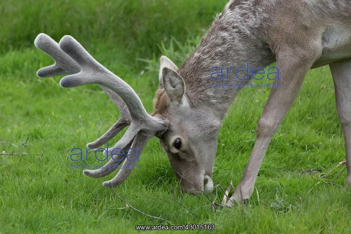 : Bactrian / Bukhara Deer : Bactrian / Bukhara Deer