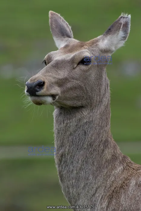 : Bactrian / Bukhara Deer : Bactrian / Bukhara Deer