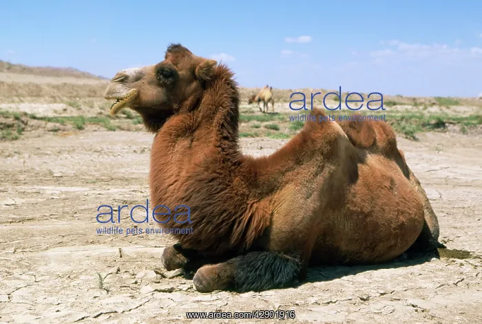 : Bactrian CAMEL : Bactrian CAMEL