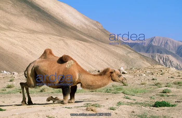 : Bactrian Camel : Bactrian Camel