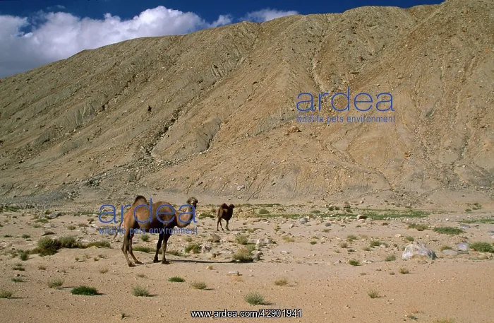 : Bactrian Camel : Bactrian Camel