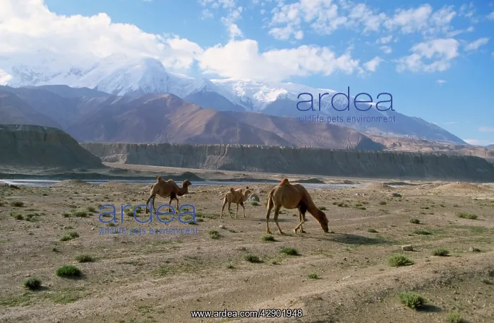 : Bactrian Camel : Bactrian Camel