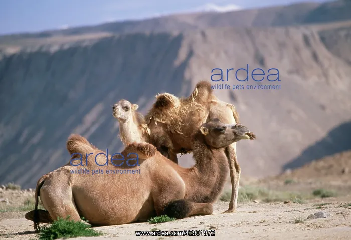 : Bactrian Camel - two : Bactrian Camel - two